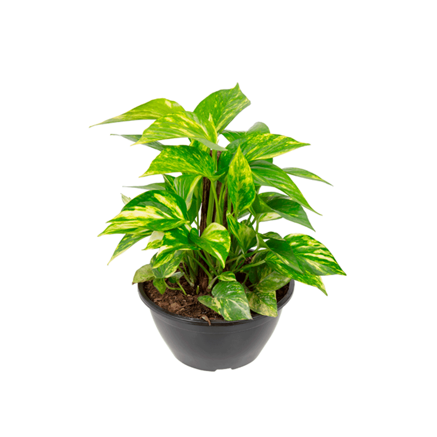 Jiboia-Verde-C21
