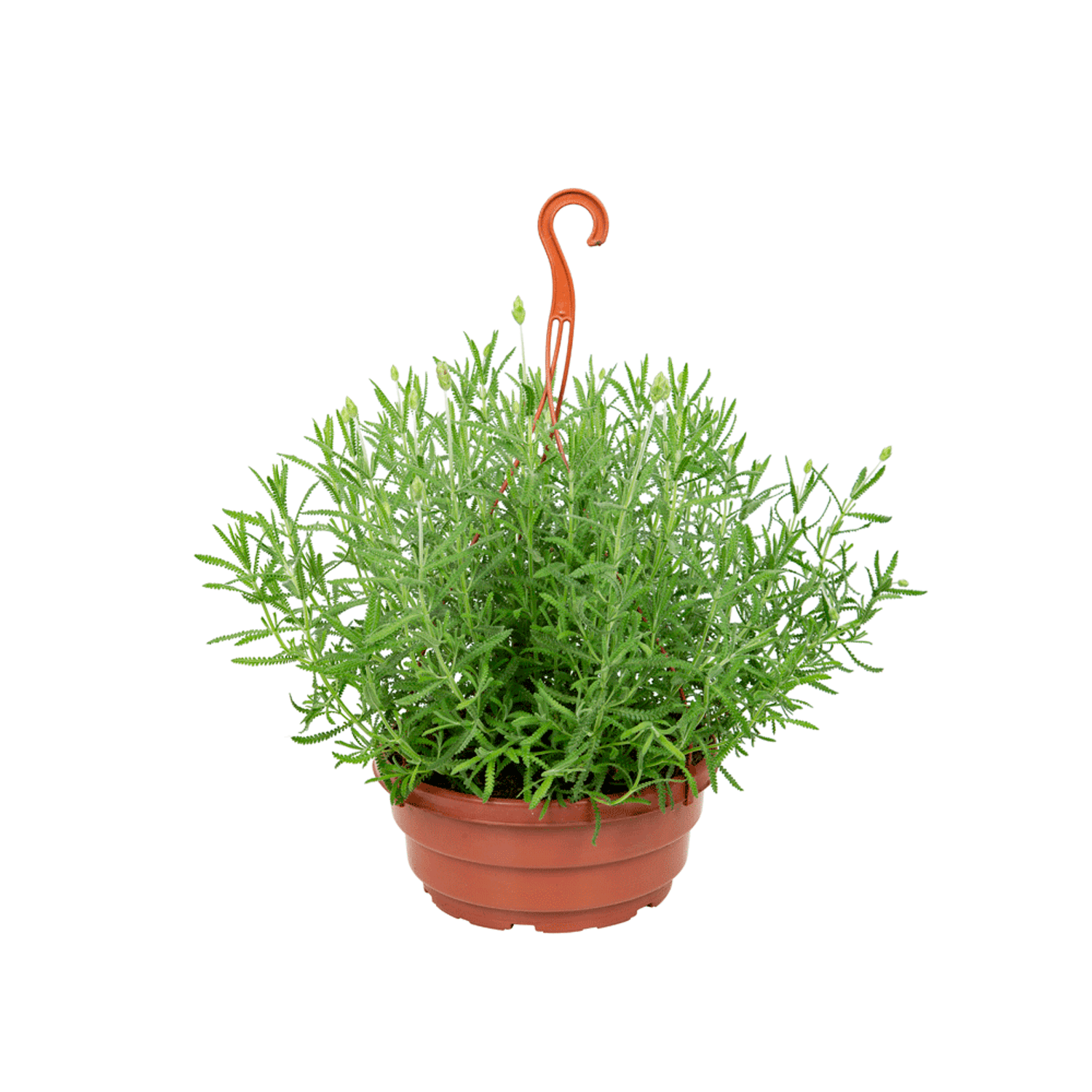 Lavandula-Angustifolia-C25