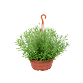 Lavandula Angustifolia - Alfazema Cuia 25