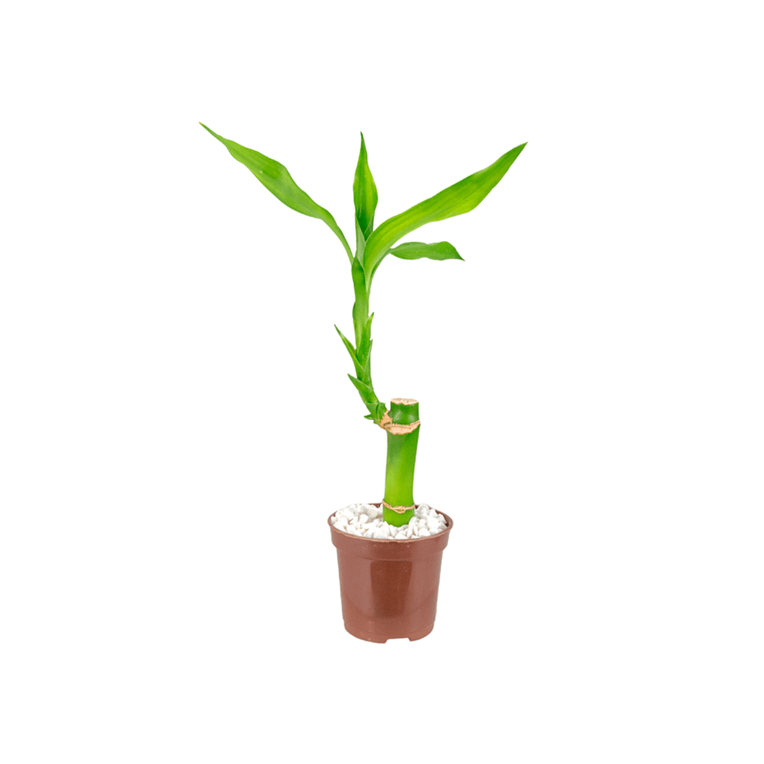Lucky-Bamboo-PT06
