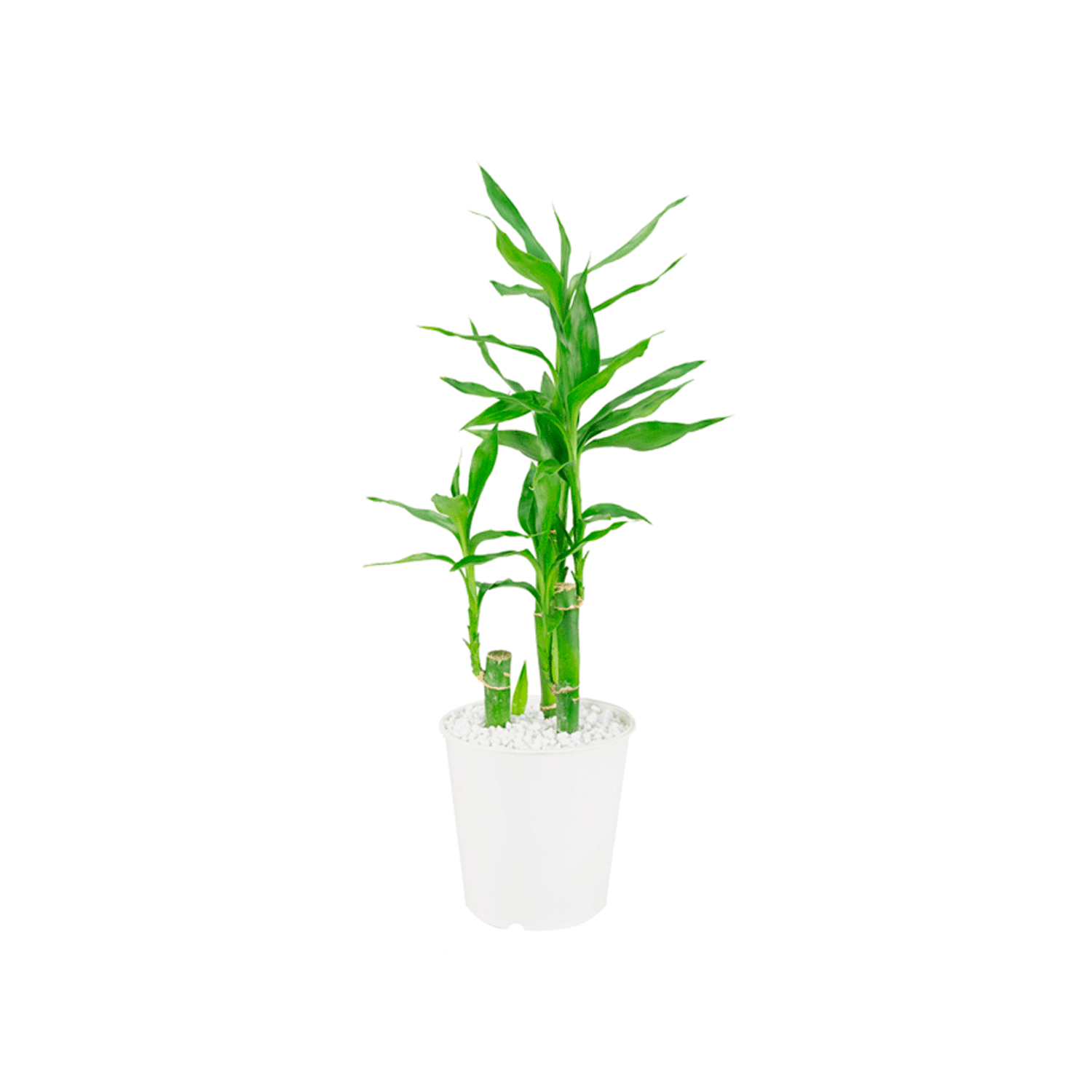 Lucky-Bamboo-PT12