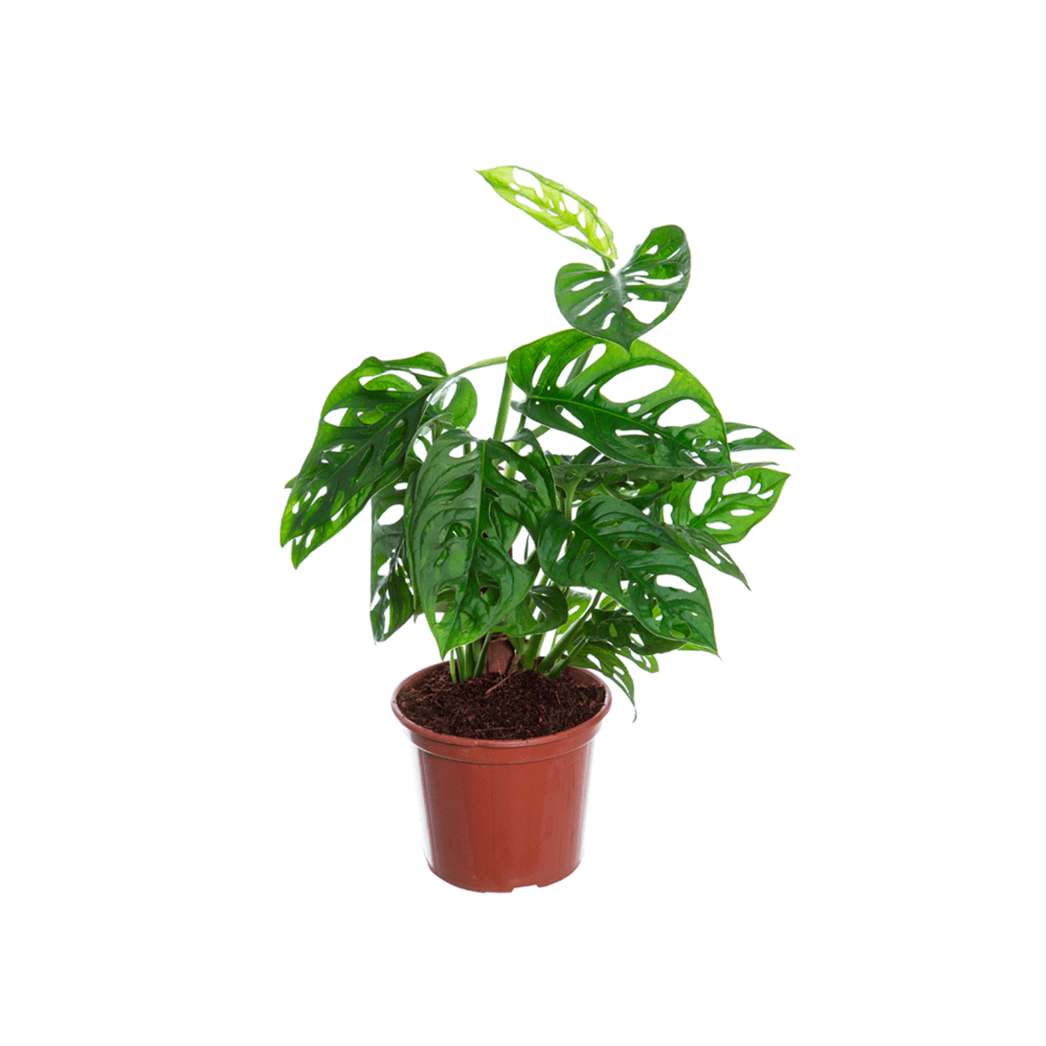 Monstera-Adansonii-P15