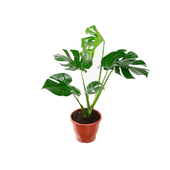 Monstera Deliciosa - Costela de Adão Pote 23