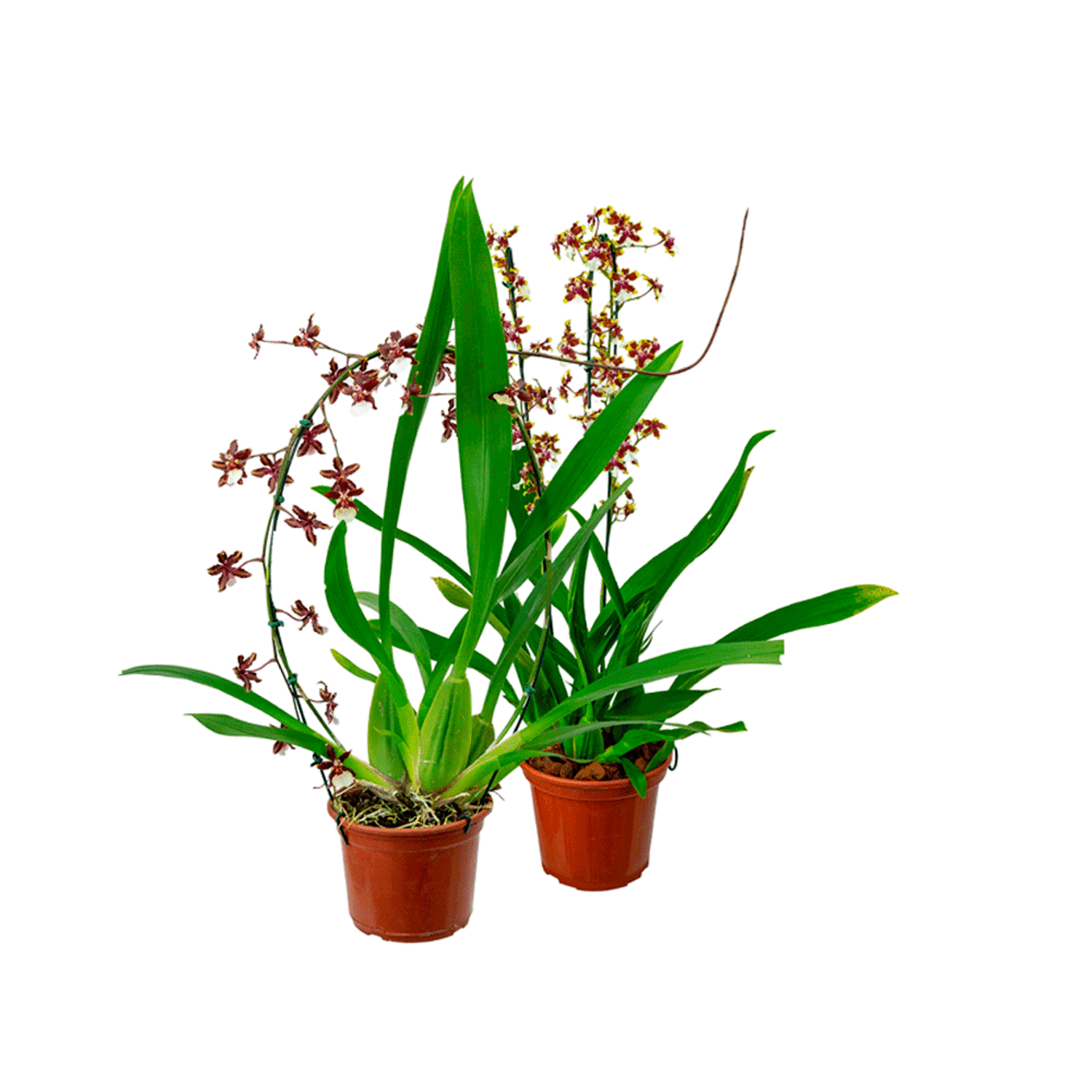 Orquidea-Sharry-Baby