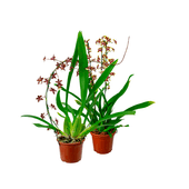 Orquidea Sharry Baby - Orquídea Chocolate