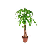 Pachira Aquática - Árvore do Dinheiro Pote 15