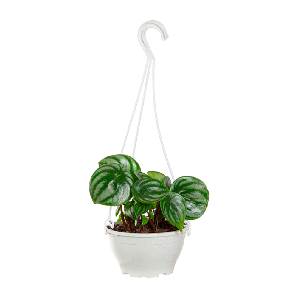 Peperomia Melancia C13