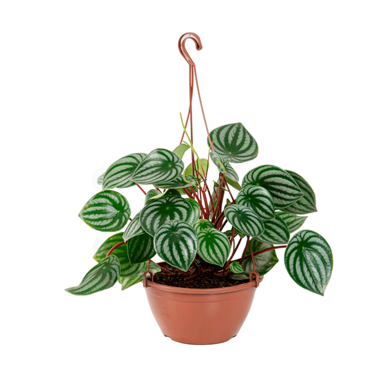Peperomia-Melancia-C21