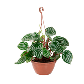 Peperomia Melancia Natural Cuia 21