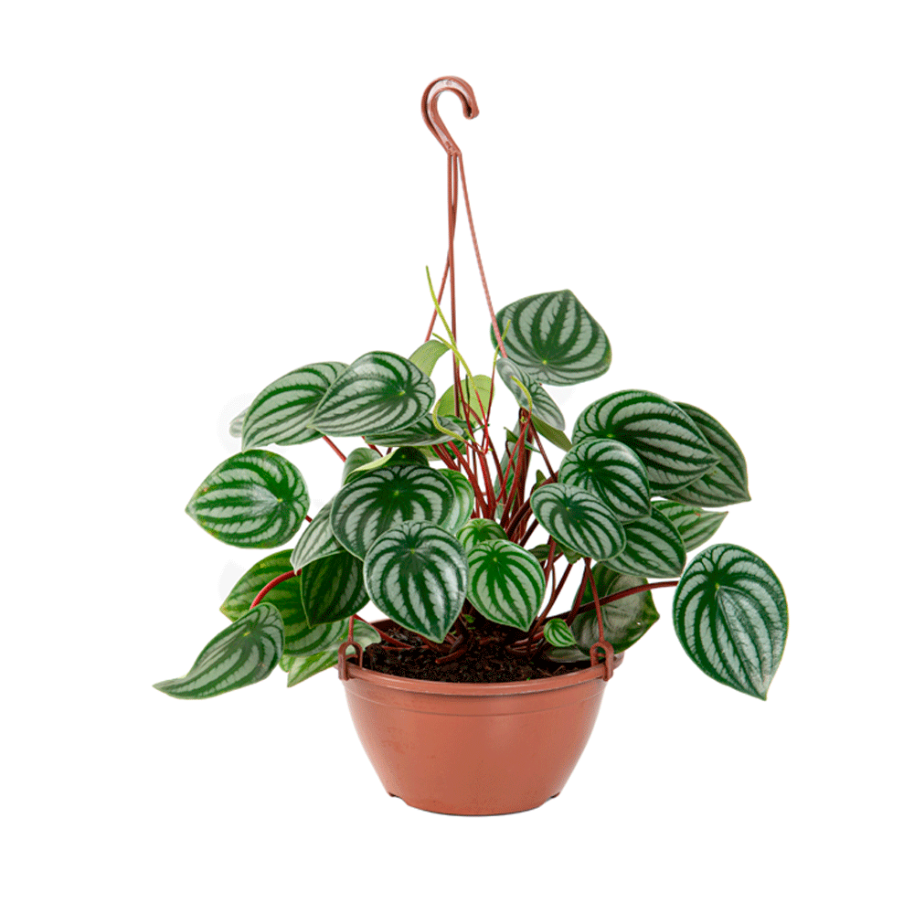 Peperomia Melancia C21