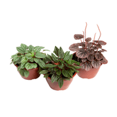 Peperomia Mini Natural Cuia 13