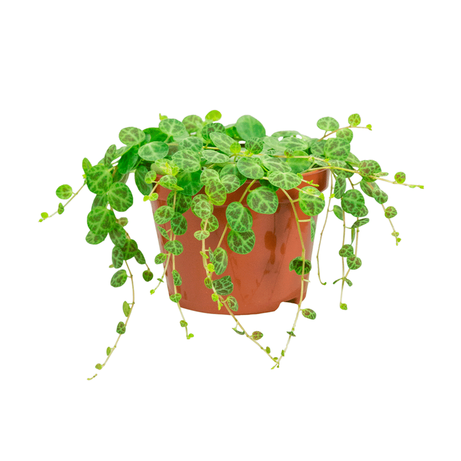 Peperomia-Prostata-PT11