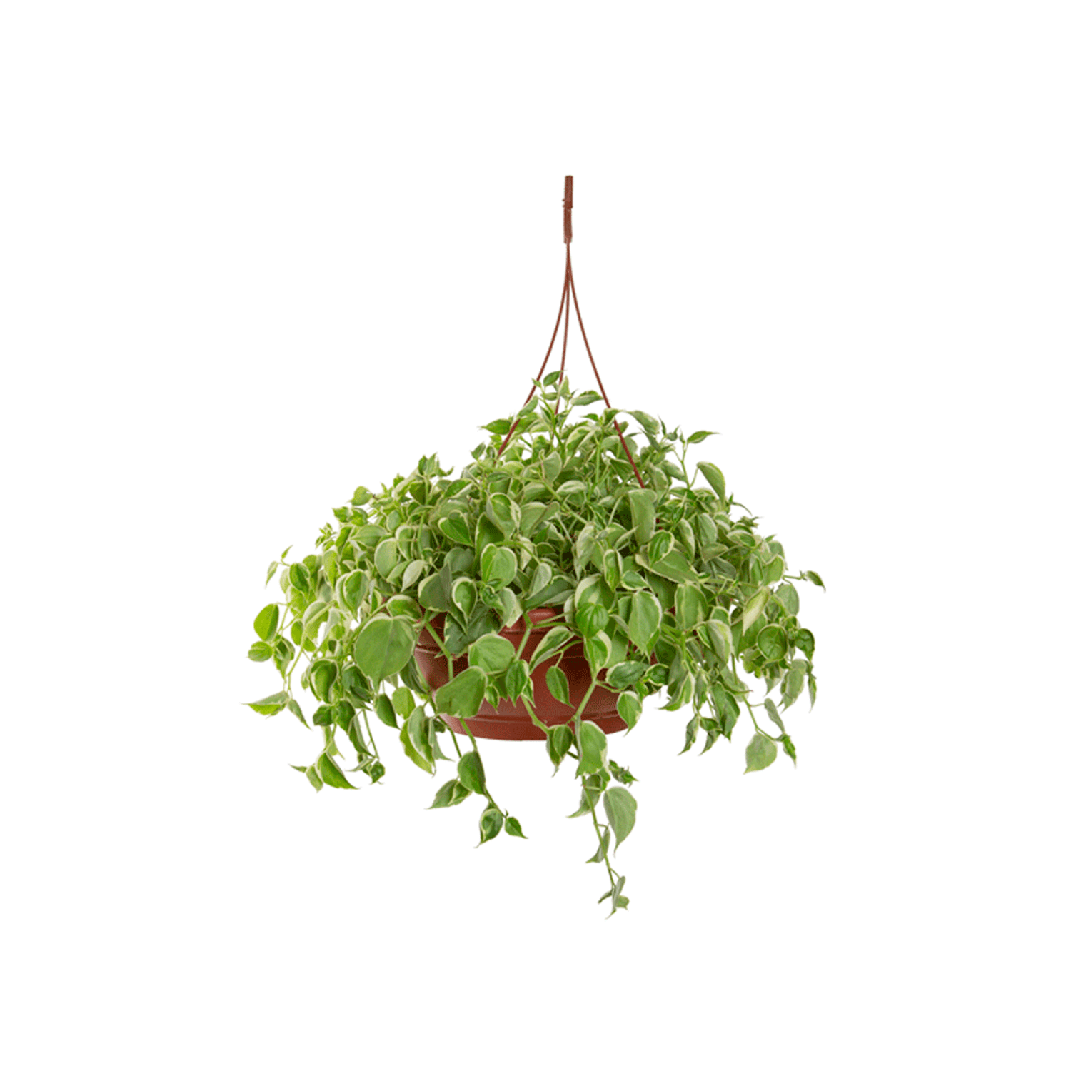 Peperomia-Scandens-C32