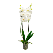Orquídea Phalaenopsis Branca P12