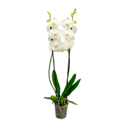 Orquídea Phalaenopsis Branca P12