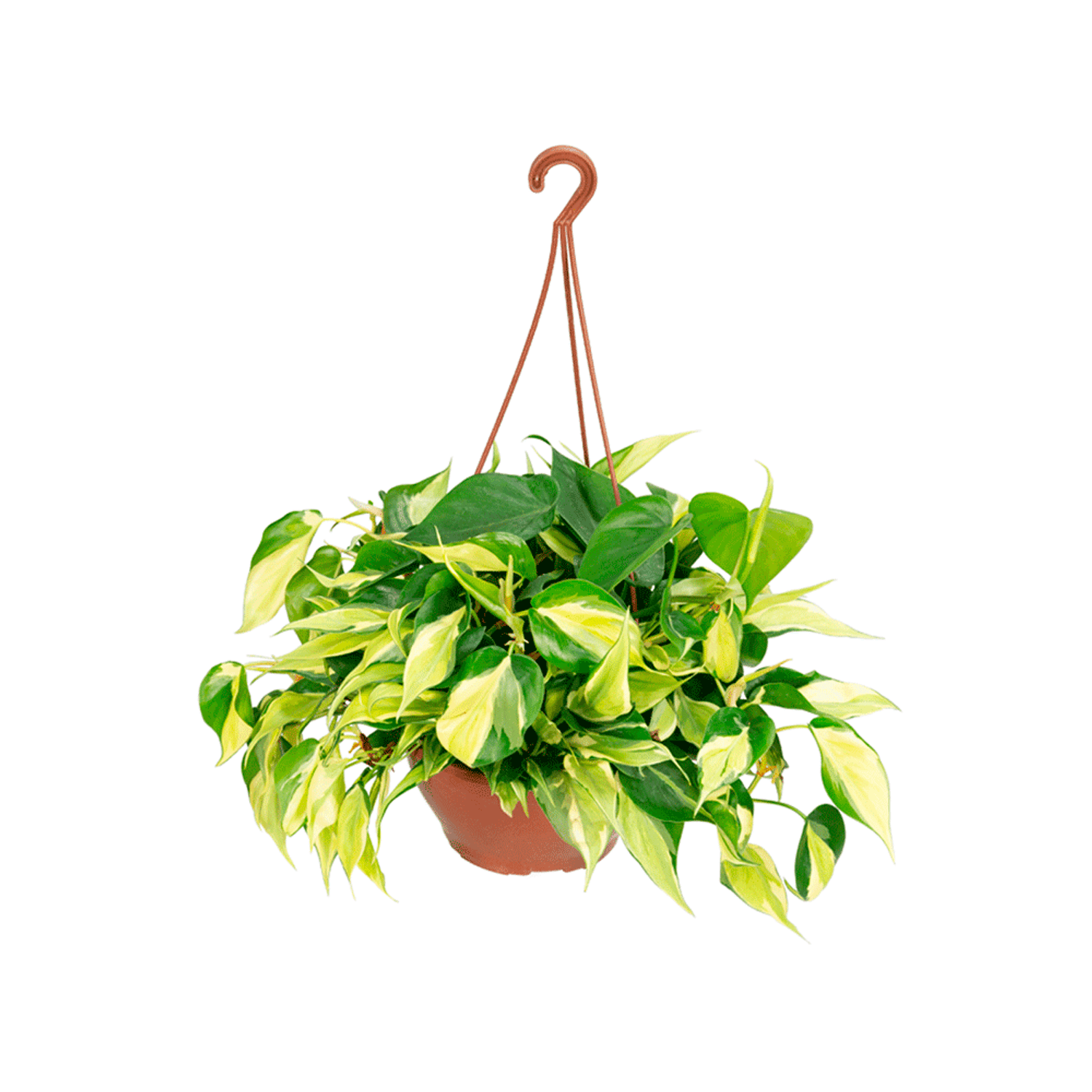 Philodendron-Branco-Pendente-C21