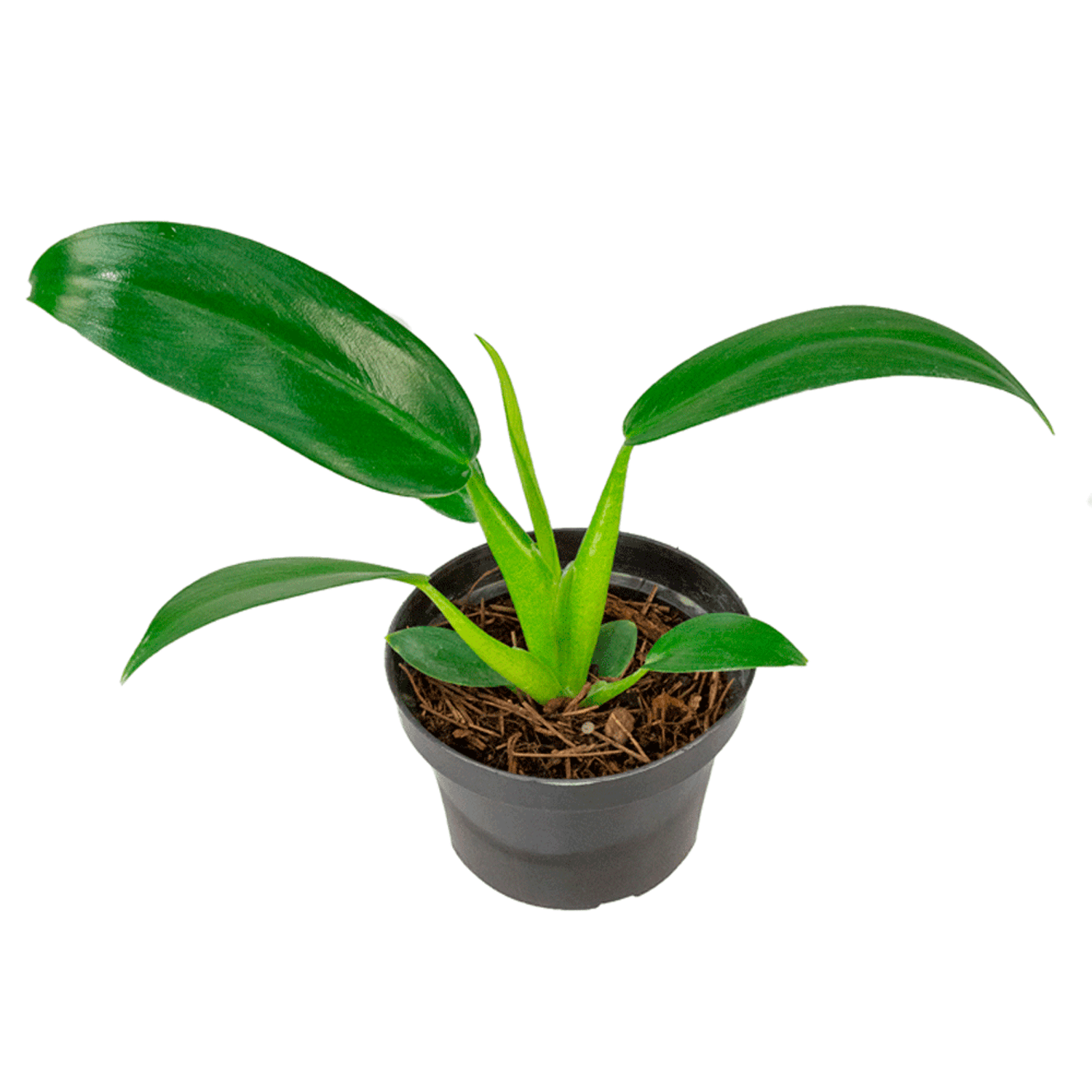 Philodendron-Pacova-PT11
