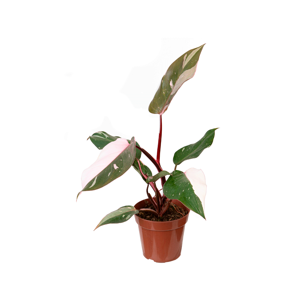 Philodendron Pink Princess P12