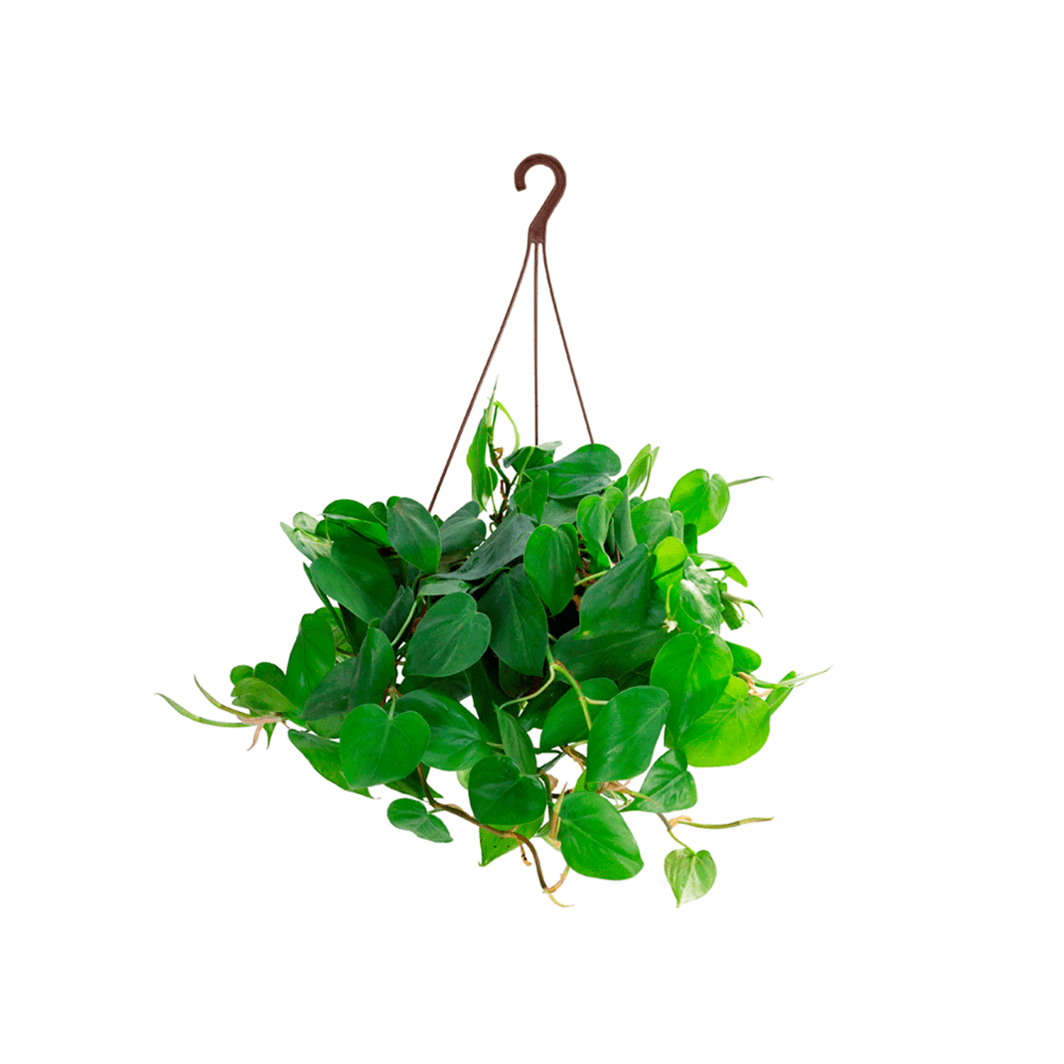 Philoddendron-Verde-Pendente-C21