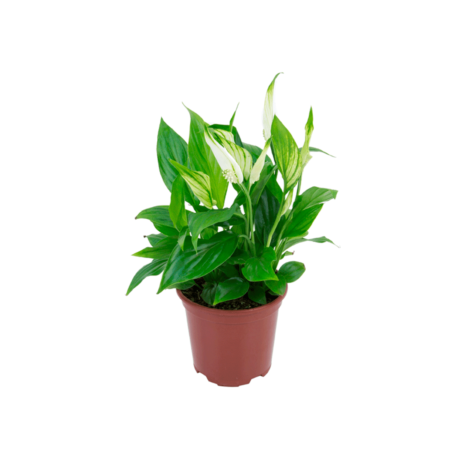 Spathiphyllum-PT11