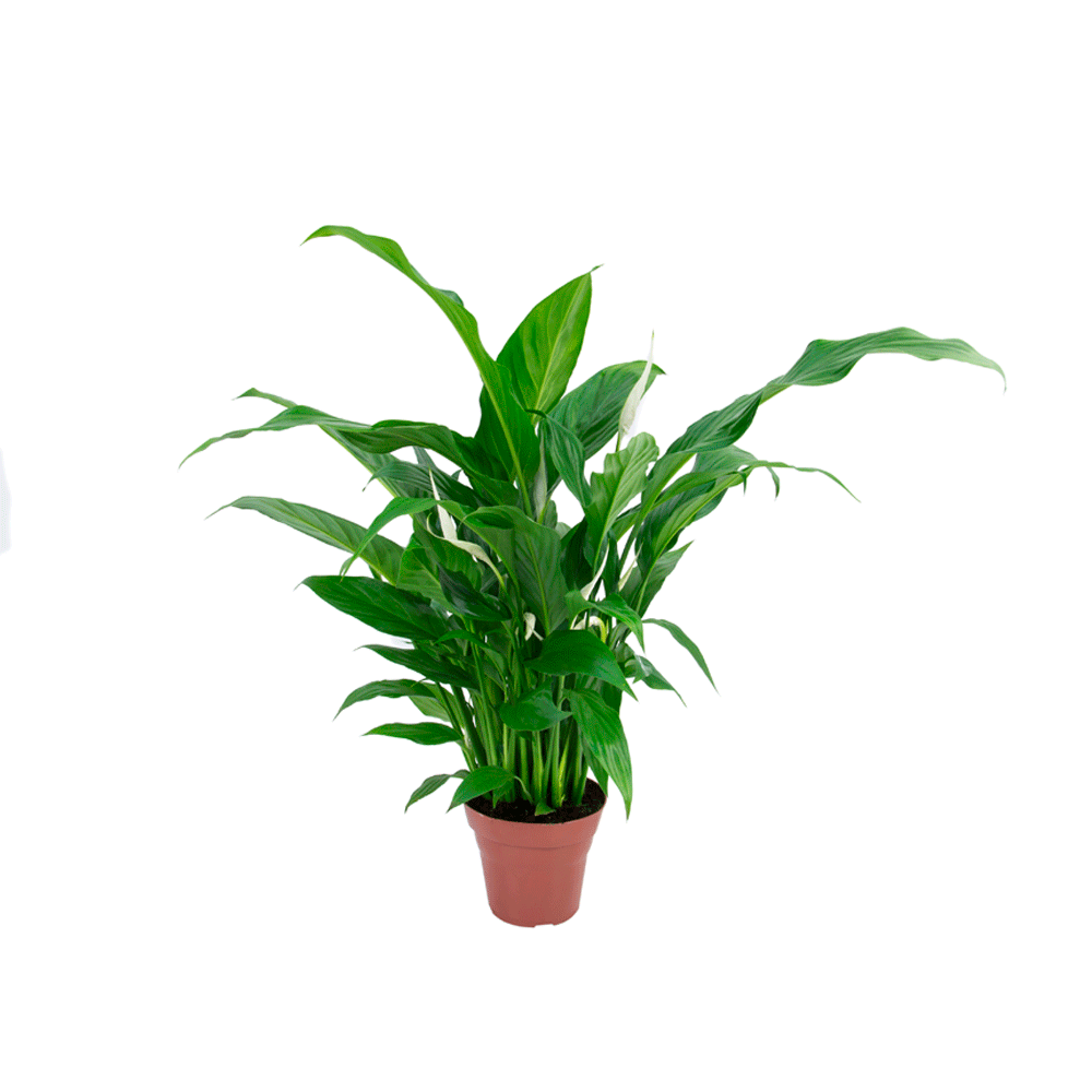 Spathiphyllum PT15