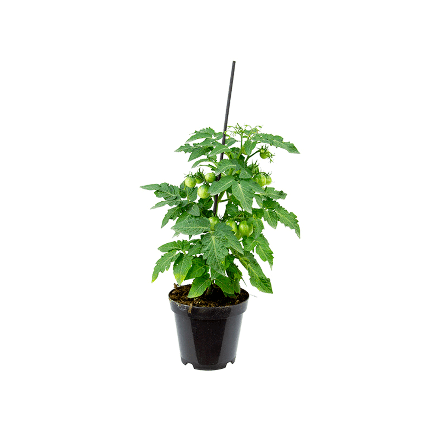 Tomate-Ornamental-PT14