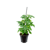 Tomate Ornamental Muda Pote 14