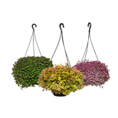 Tostão - Dinheiro em Penca Cuia 21