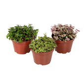 Tostão - Dinheiro em Penca Pote 11