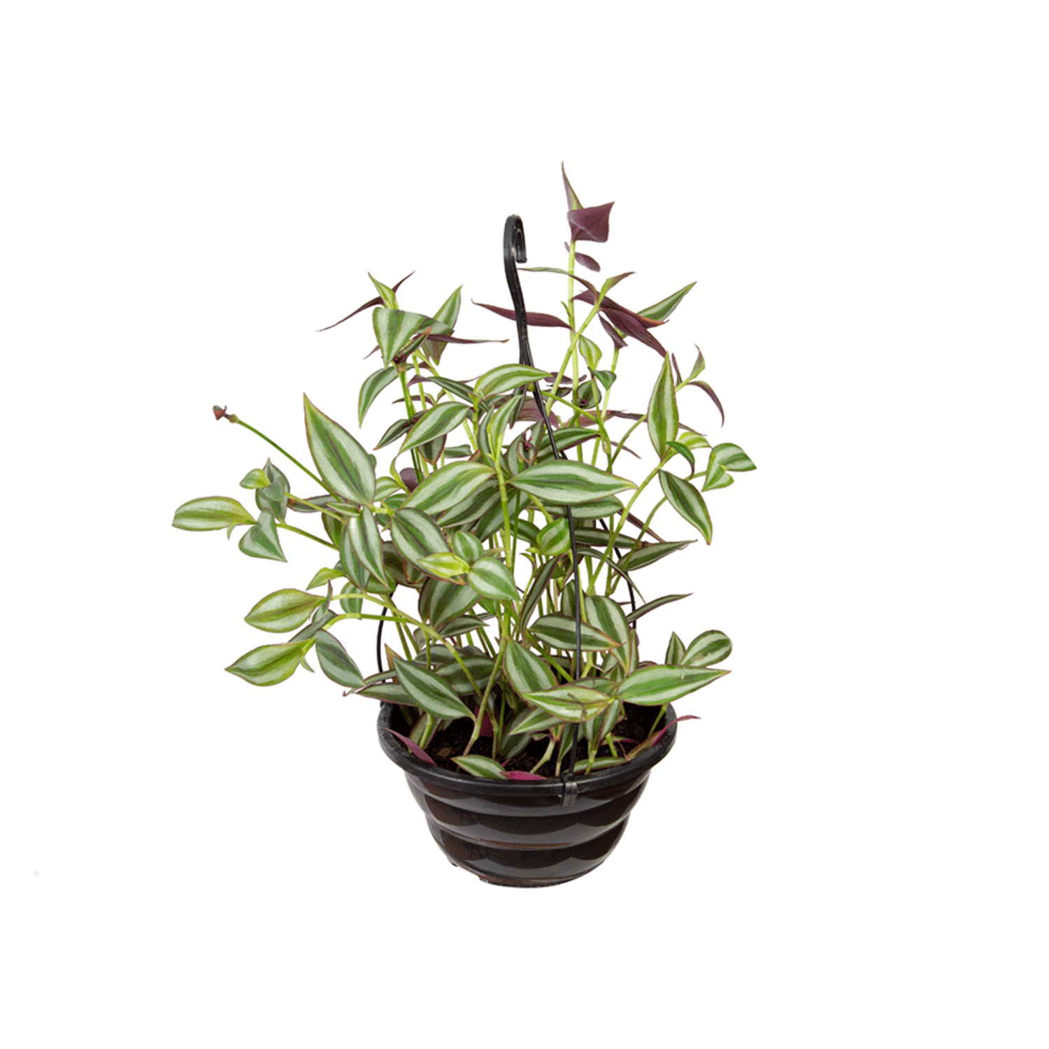 Tradescantia-Zebrina-C21