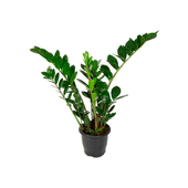 Zamioculca - Planta da Fortuna Pote 17