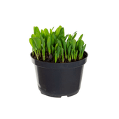 Vaso Milho de Pipoca Graminha para Pets PT15