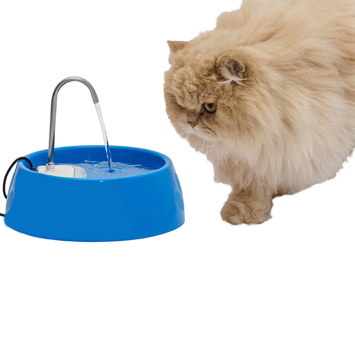 Fonte-Bebedouro-Aqua-Mini-Amicus-Bivolt-Azul-gato