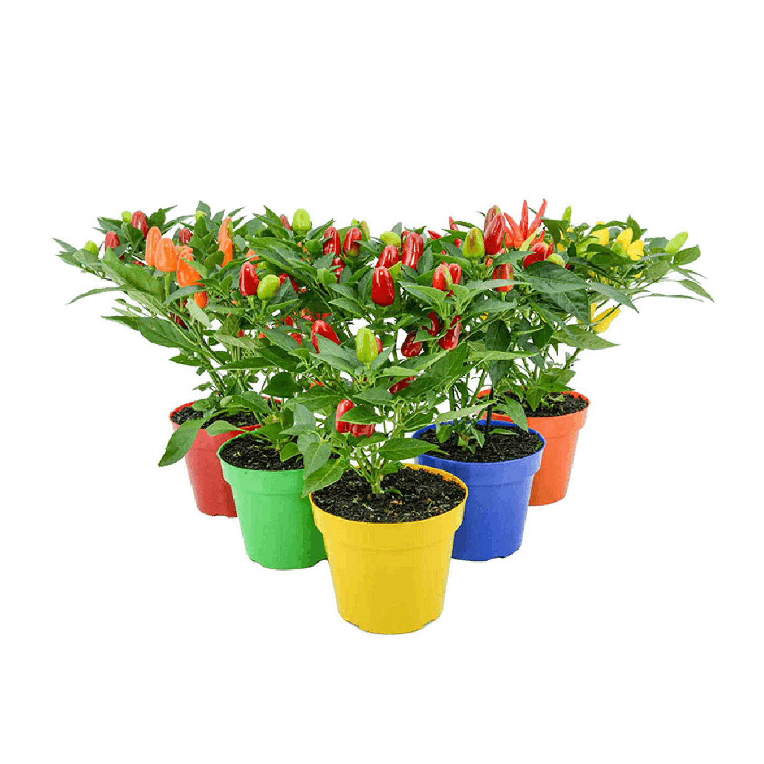 Pimenta-Ornamental-PT14-Vasos-Sortidos
