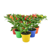 Pimenta Ornamental Variada Pote 14
