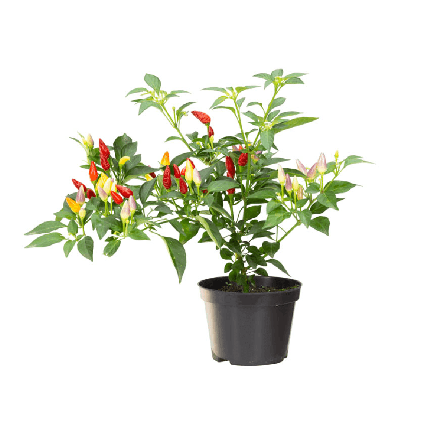 Pimenta-Ornamental-PT11-