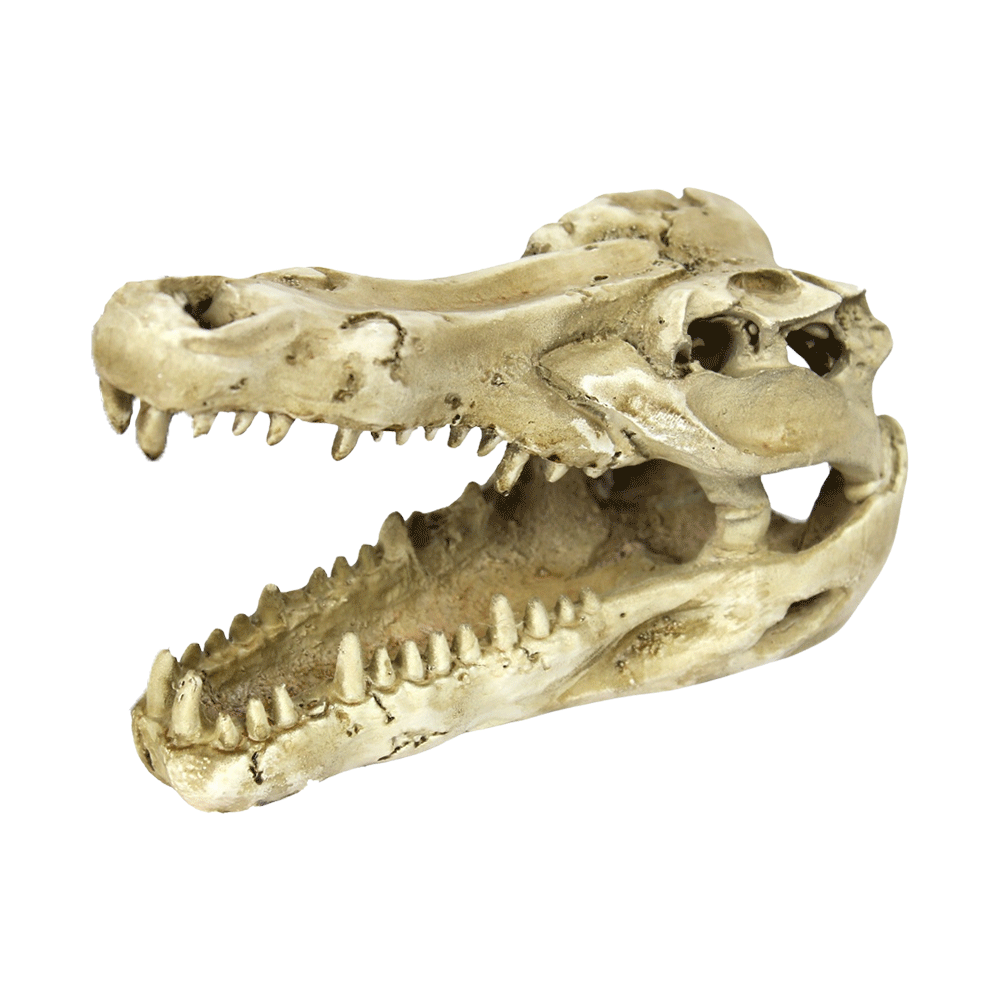 Enfeite Crânio de Crocodilo NomoyPet
