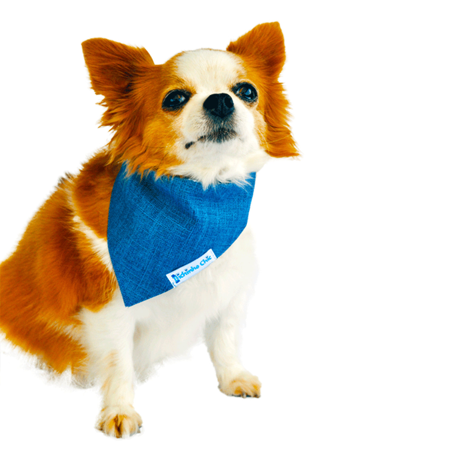 Chihuahua-Usando-Bandana