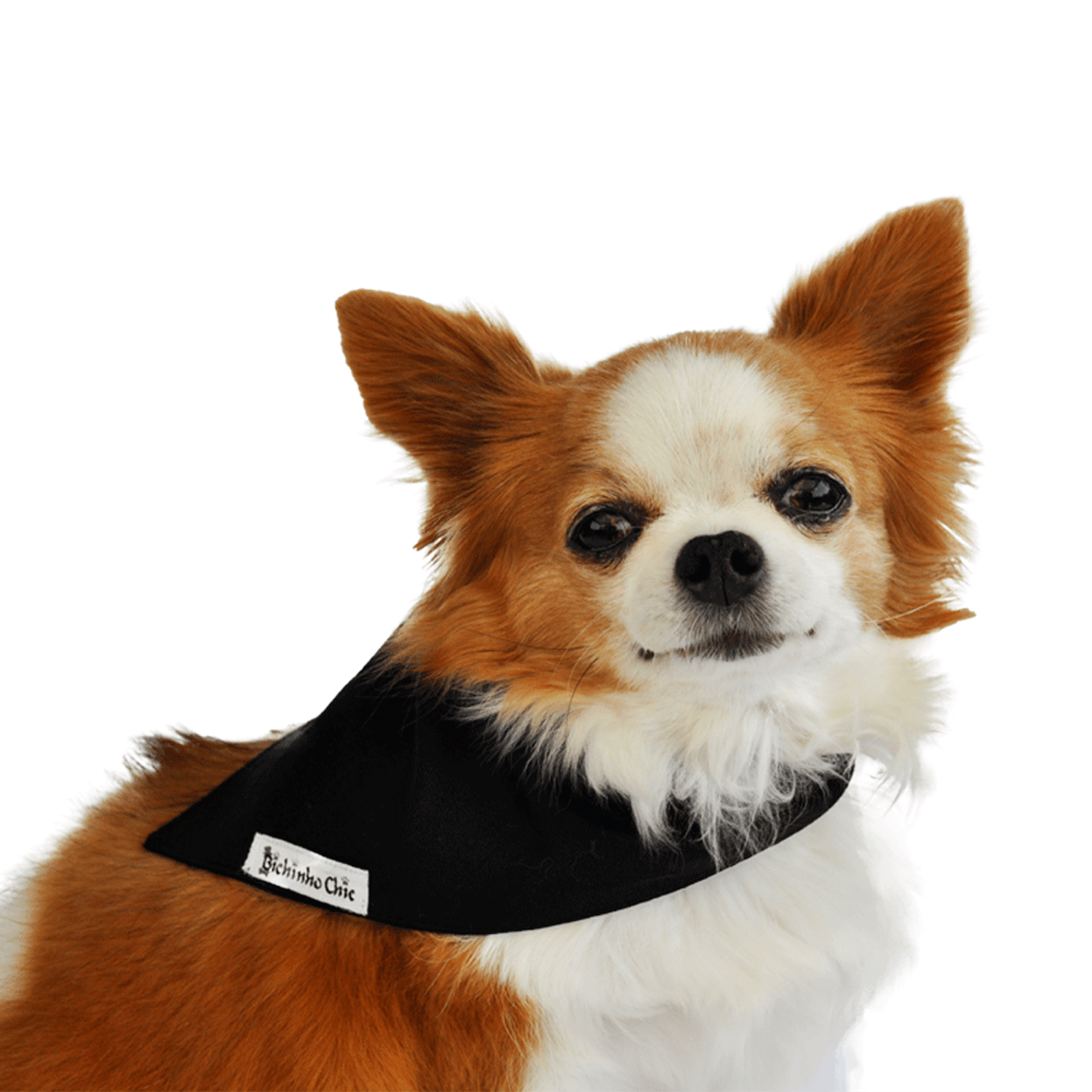 Chihuahua Usando Bandana Preta