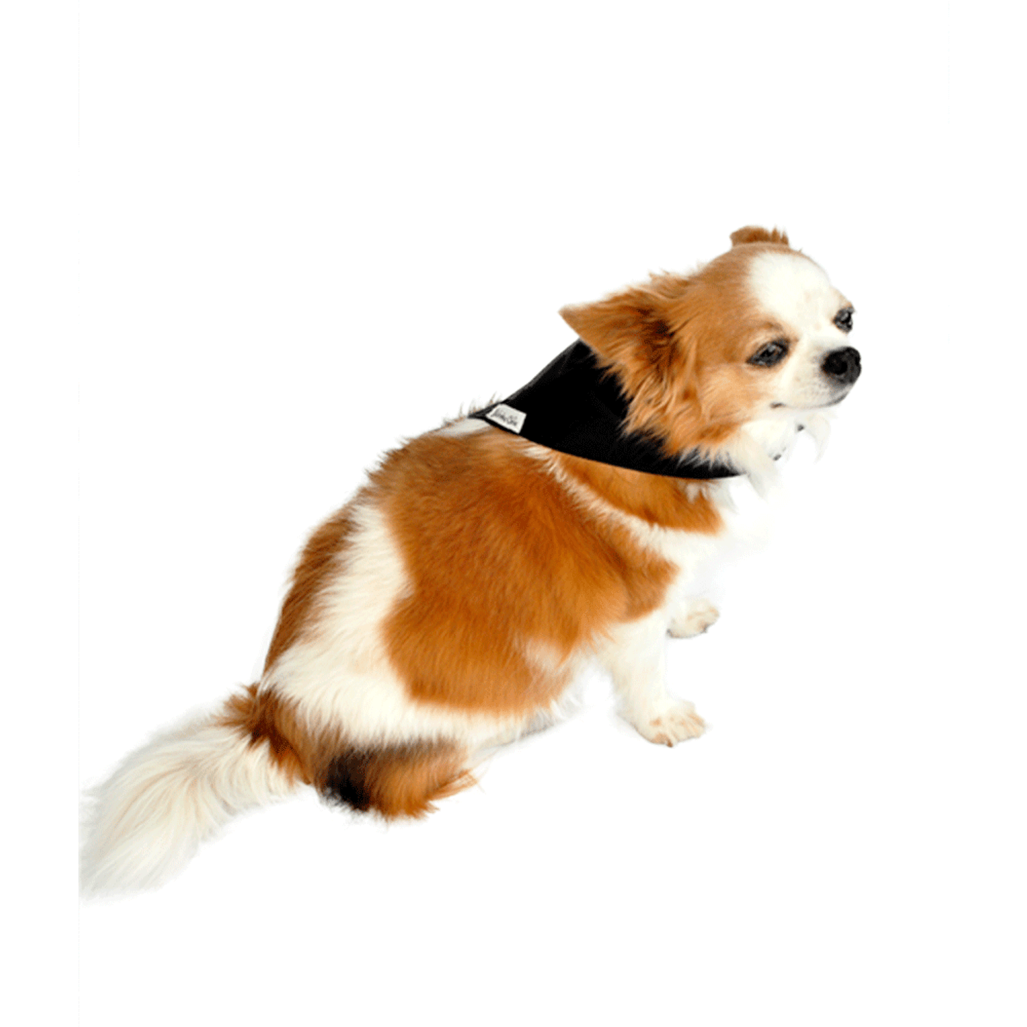 Chihuahua Usando Bandana Preta