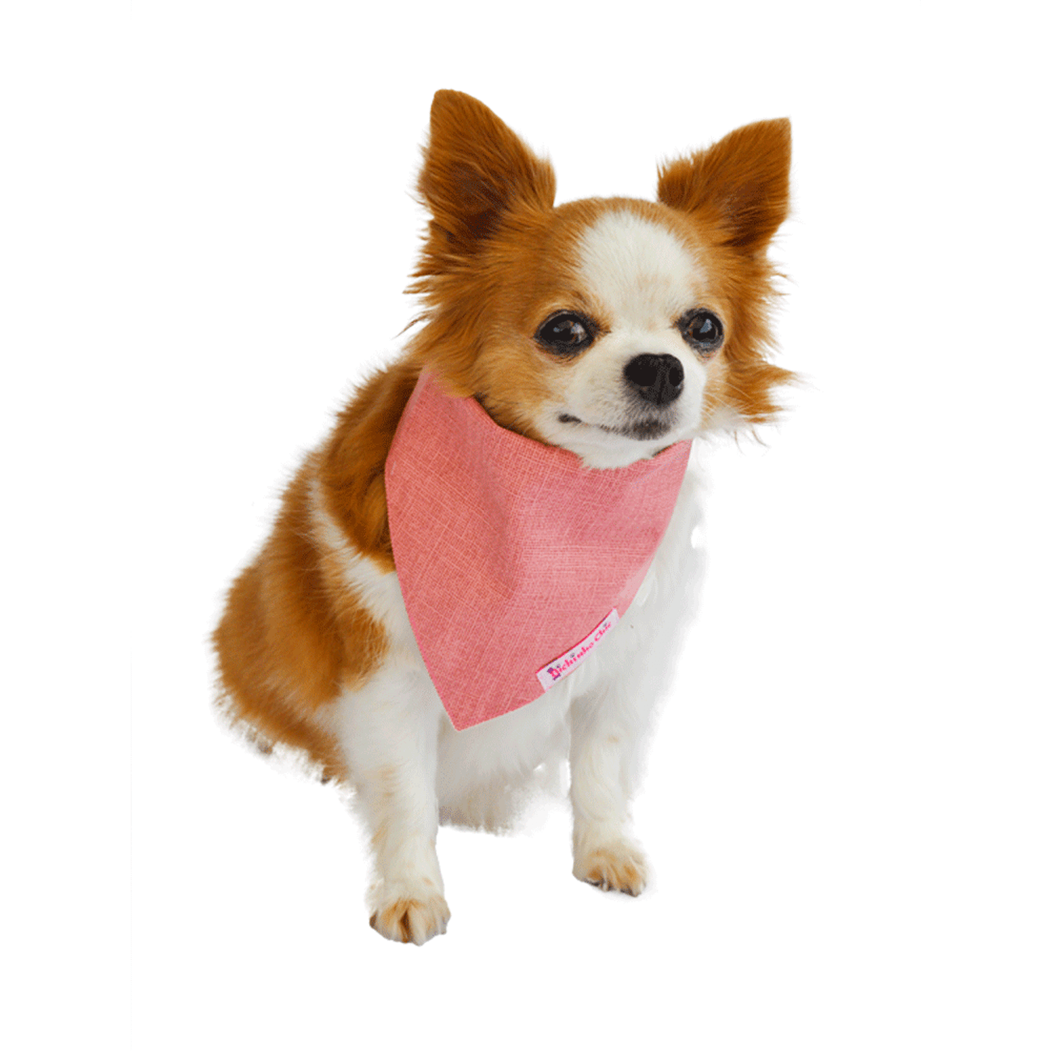Cachorro Usando Bandana Rosa