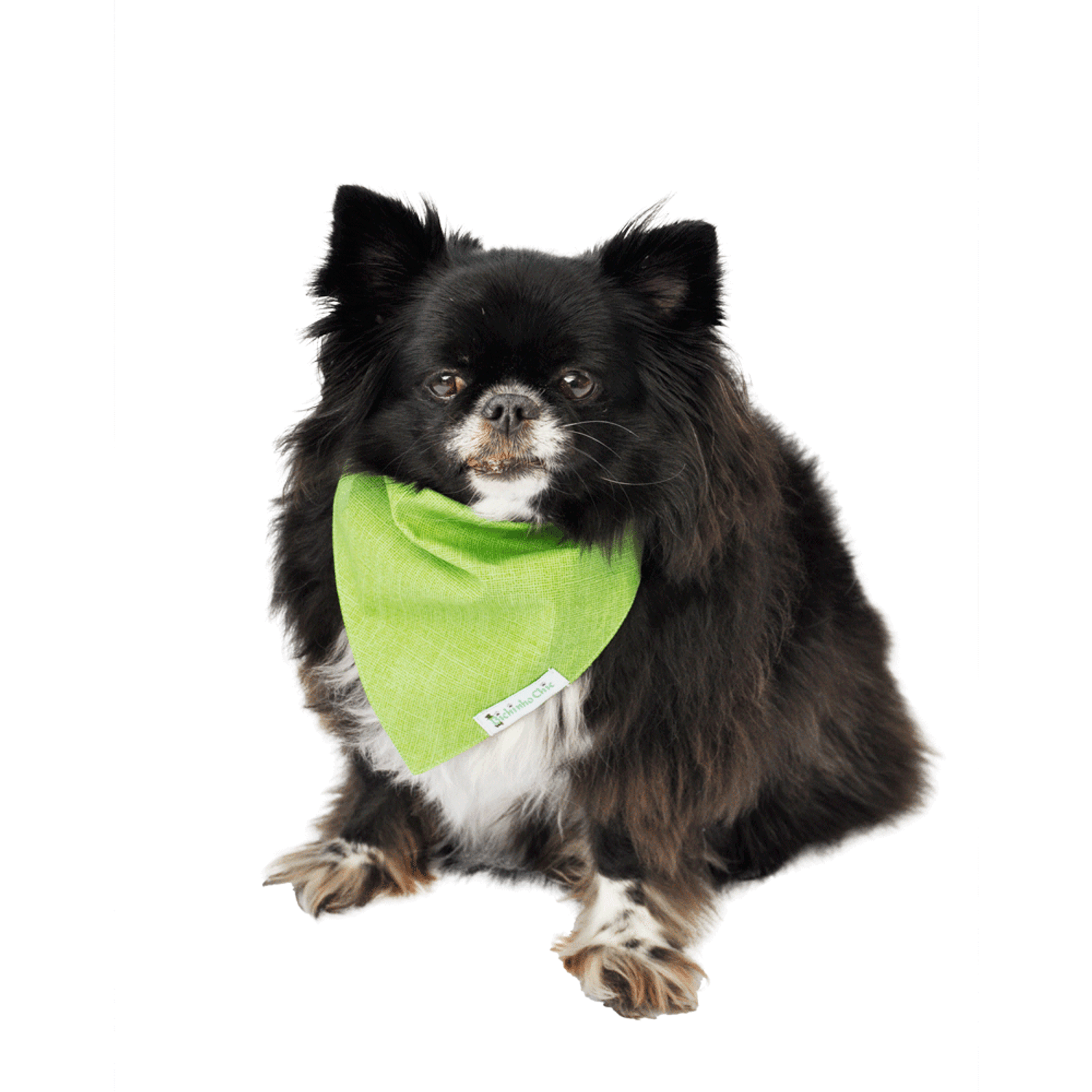 Cachorro Usando Bandana Verde