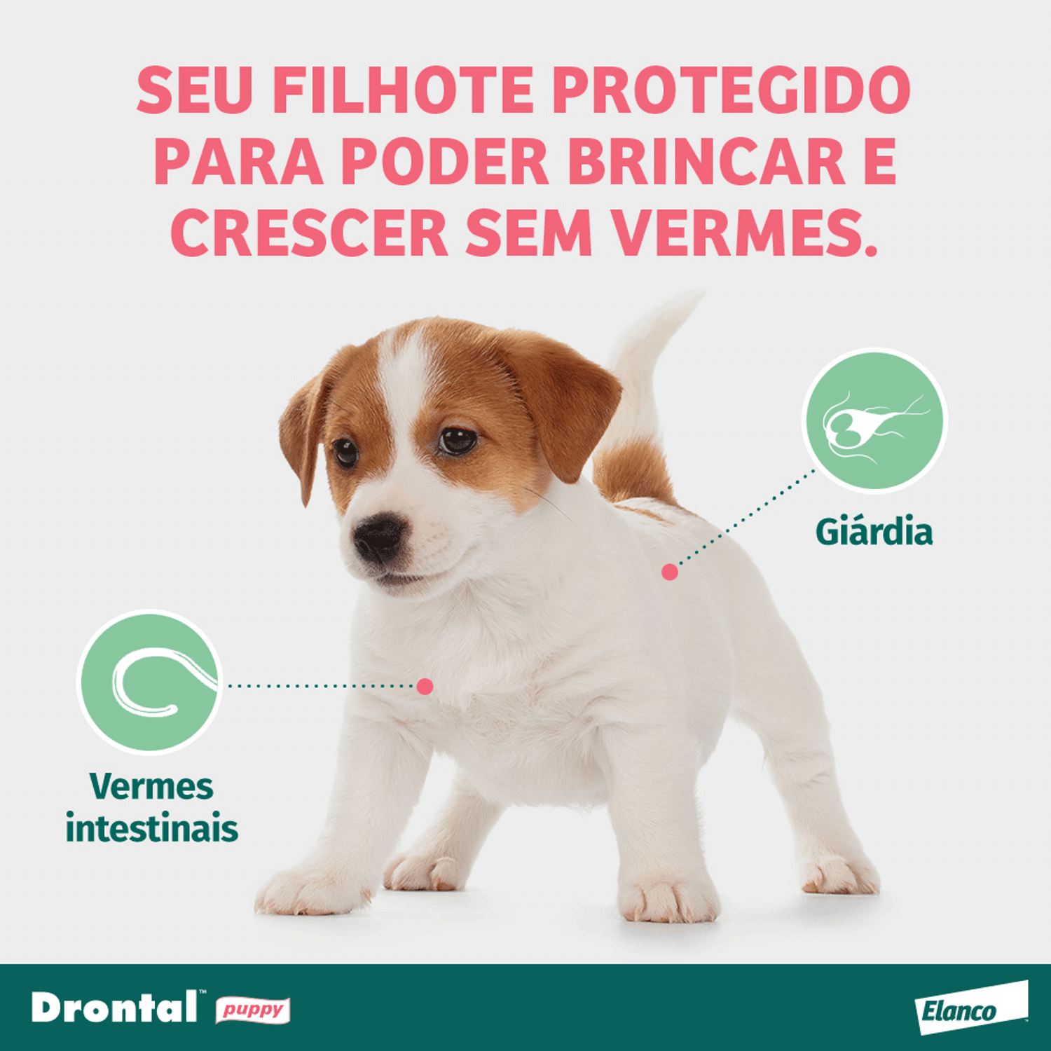 protege o filhote contra vermes intestinais e giárdia