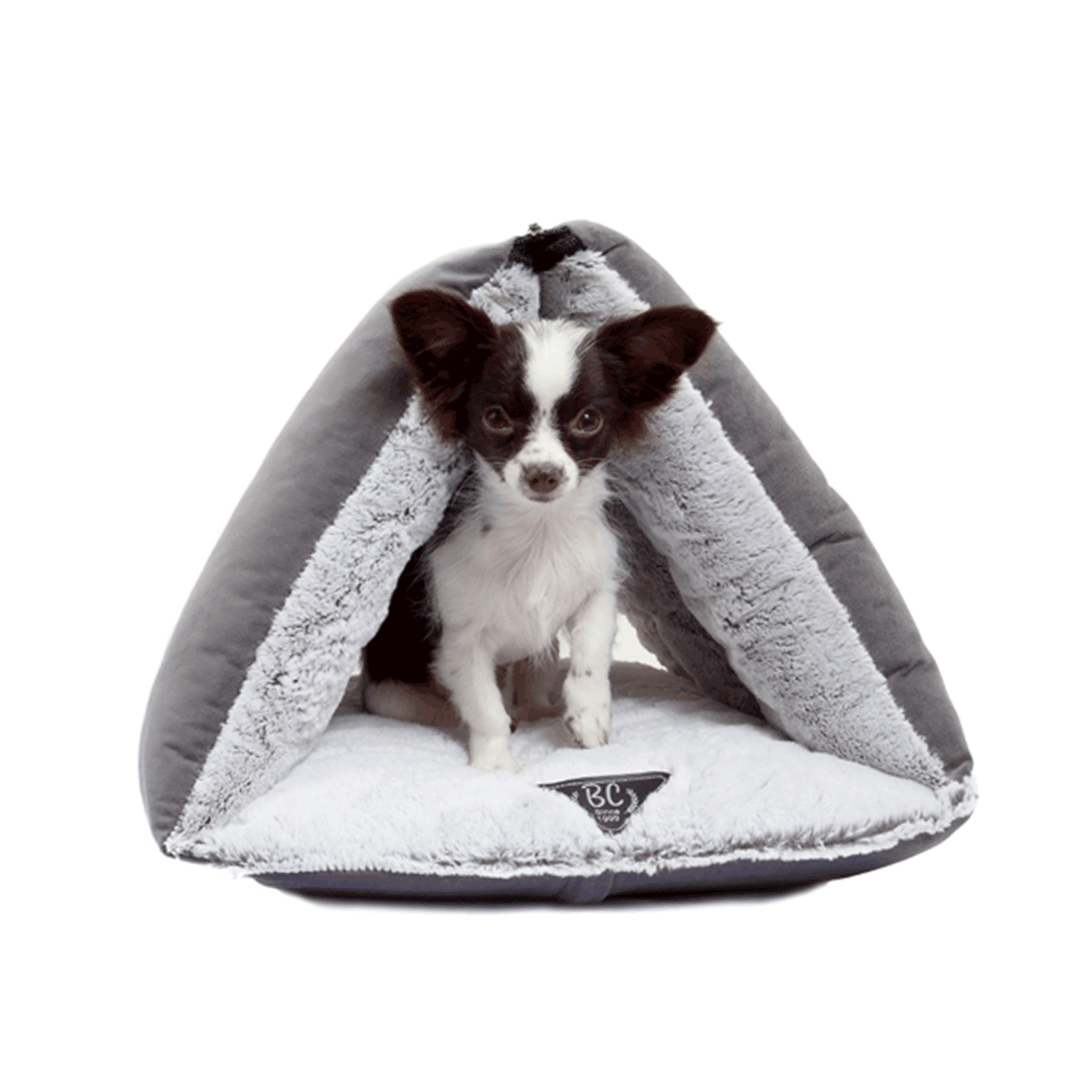 Chihuahua-dentro-do-Tunel-Moscou-Bichinho-Chic-Cinza