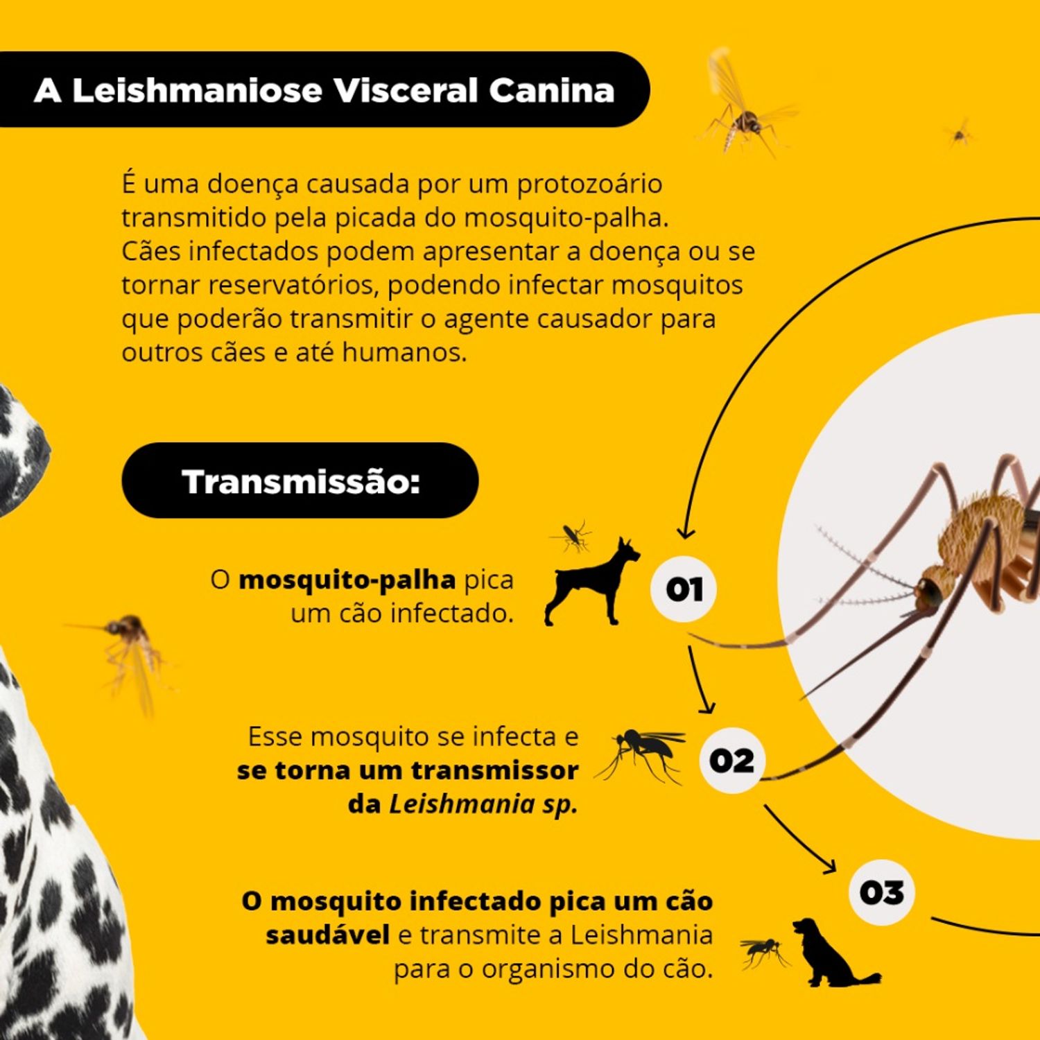 Transmissao-da-Leishmaniose-Visceral-Canina