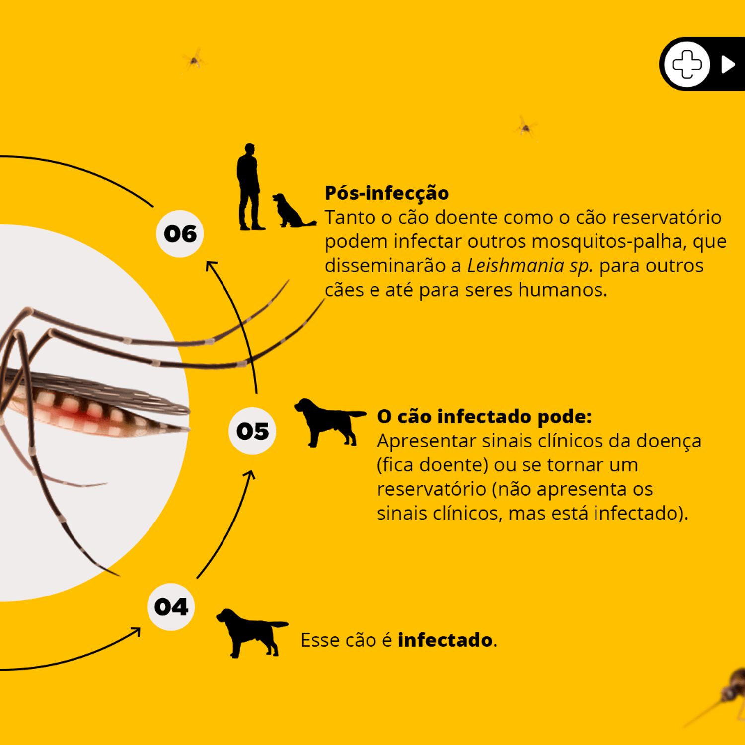 Transmissao-da-Leishmaniose-Visceral-Canina-fases