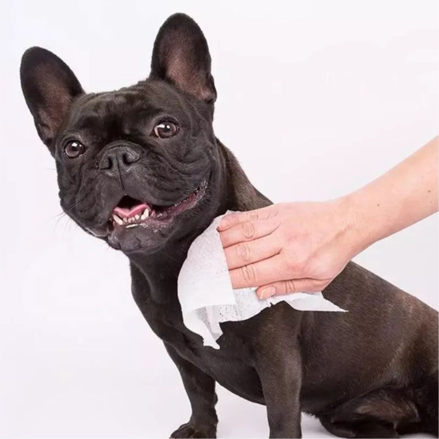 Usando os Lenços Umedecidos Animalíssimo no cachorro