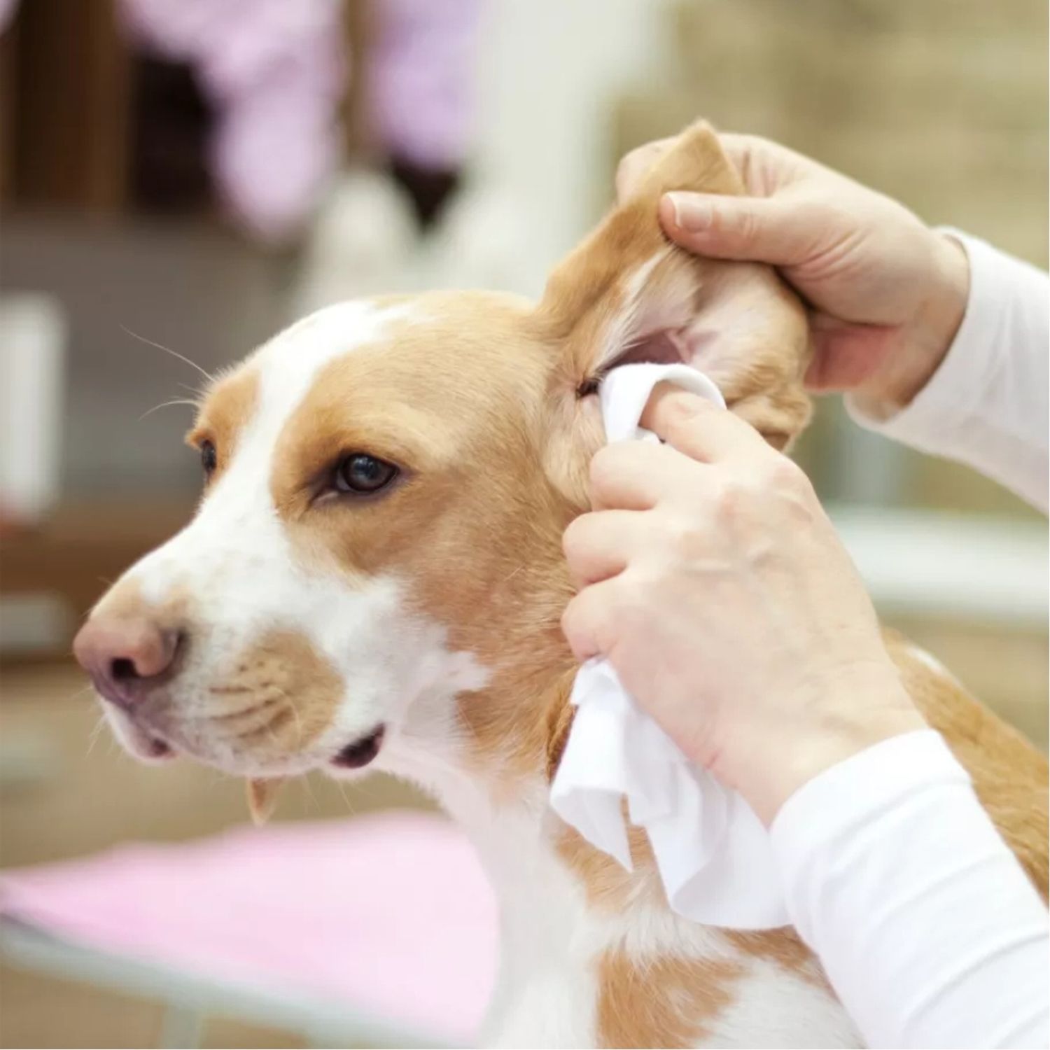Usando os Lenços Umedecidos Animalíssimo na orelha do cachorro