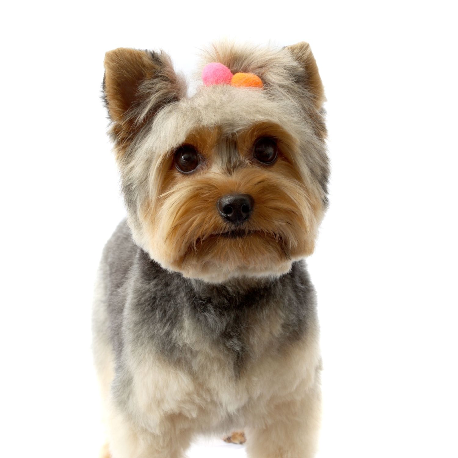 Cachorro com Enfeite Pom Pom