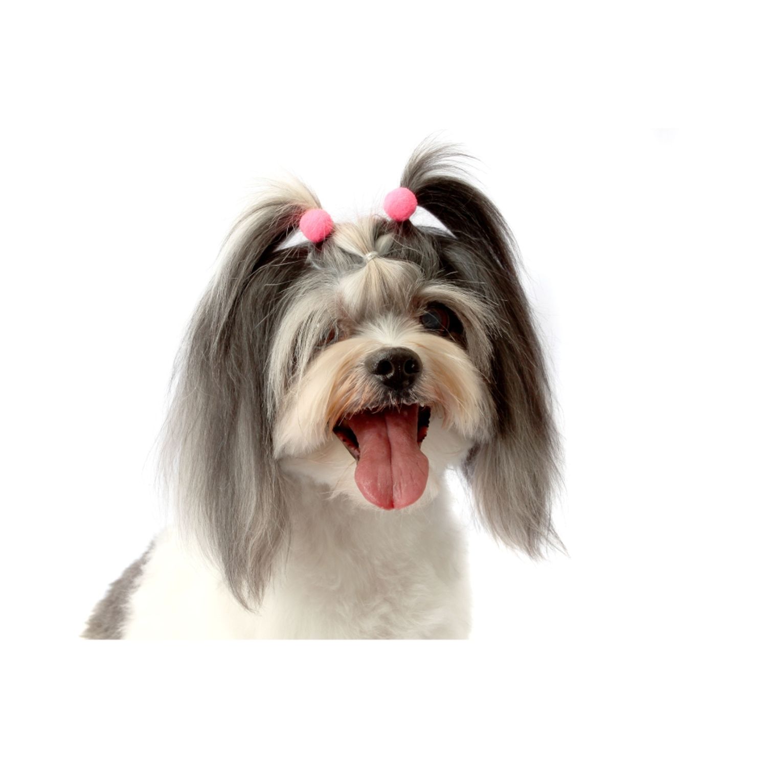 Cachorro com Enfeite Pom Pom nas orelhas
